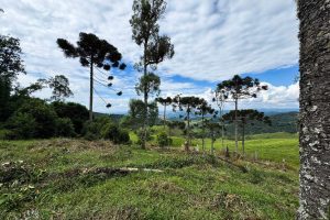 WhatsApp Image 2025-01-31 at 10.38.02